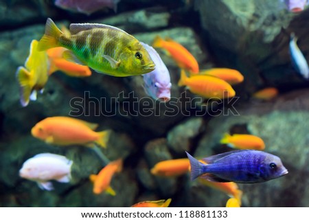 image of a tropical Fish on a coral reef underwater