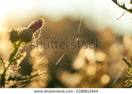 Spider on spider web summer day field