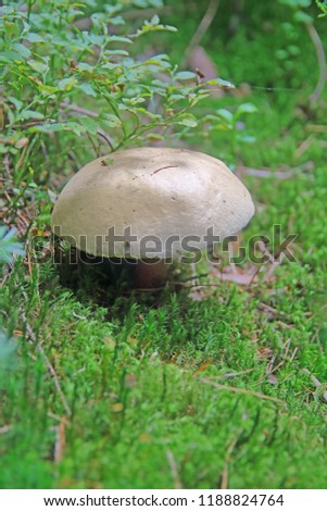 The picture was taken in the forests of the Carpathian Mountains. In the photo, the fungus grows in the forest litter.