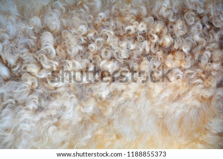 Beautiful beige curly fur like a poodle the fur of a sheep, background for presentation, printing, website, banner, poster, calendar, background for picture, business card, notebook, banner, packaging