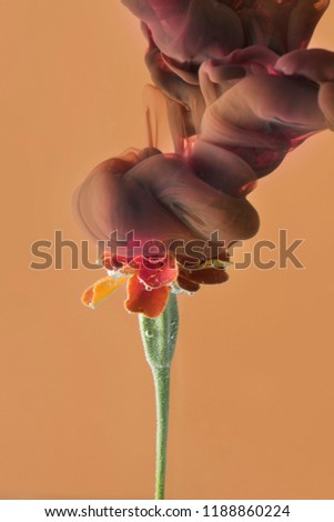 flower in the aquarium. near the bud dissolve ink, beige background.