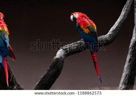 Pair of big parrot Red Macaw sitting on the branch. Ara chloroptera on grey background. Wildlife and rainforest exotic tropical birds.