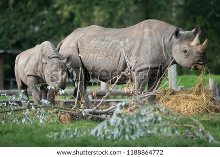 Baby Rhino Cute