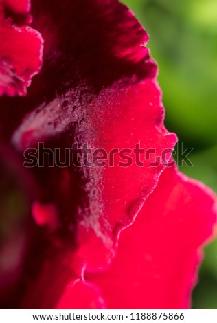 Beautiful red flower on nature. Macro