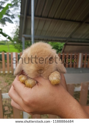 Rabbit Holland Lop 1 month old, soft brown.