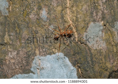 Macro of ant (Red Ant or Green Tree Ant) 
