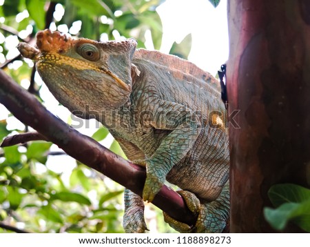 Chameleons in Madagascar