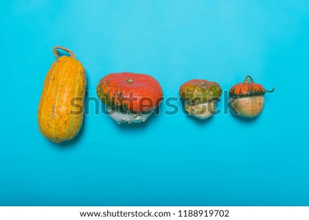 Halloween, decoration and scary concept - pumpkins over blue background. Close up photo. A rustic autumn still life with pumpkins . Harvest or Thanksgiving.