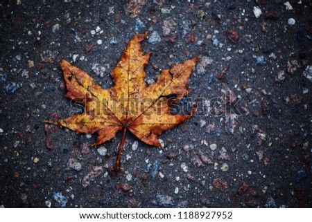 autumn leafs asphalt