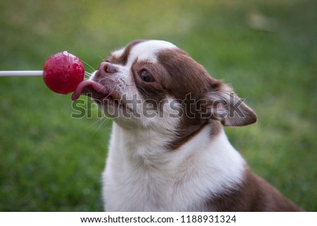 A Chihuahua dog and a red Lollipop.