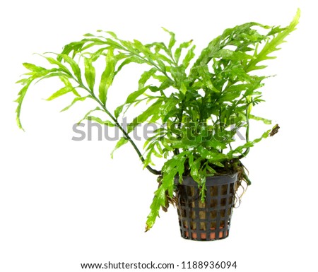 Waterplant isolated on white background