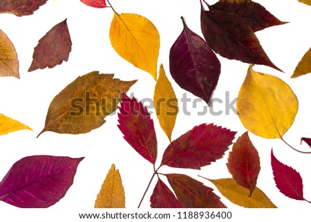 Empty card and fallen autumn leaves, fall background