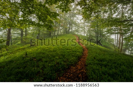 Lush green forest on a foggy day