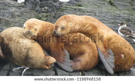 Tow cute  seals sleeping on a rock in Patagonia ,Argentina 2017