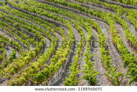 Close-up of vineyard in Priorat, Spain. Royalty-Free Stock Photo #1188968695