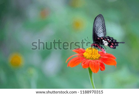 Butterflies are on flowers and natural backgrounds.