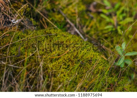 Forest fairy moss green. Forest texture