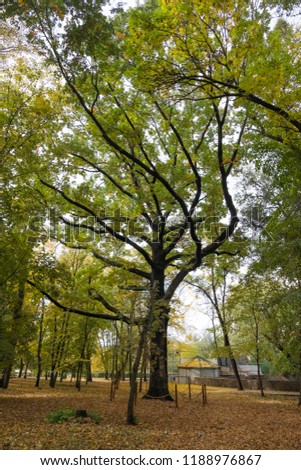 big old oak tree in an autumn park