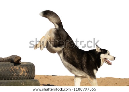 Dogs of the Husky breed jumping over an obstacle on a white background