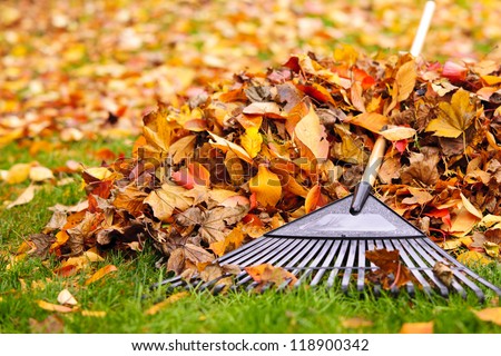 Pile of fall leaves with fan rake on lawn Royalty-Free Stock Photo #118900342