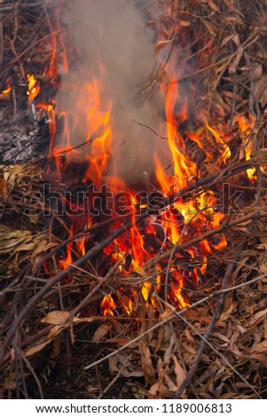 dry branches burning in the forest