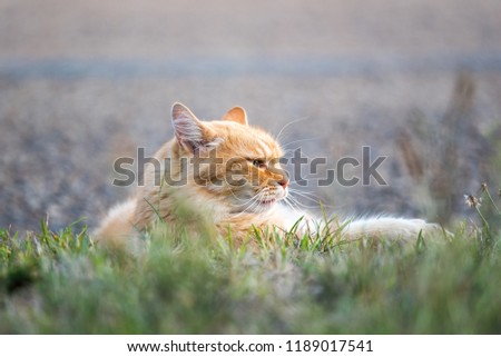 Nice ginger cat relaxing on the street.