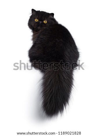 Excellent deep black Persian cat kitten sitting backwards looking over shoulder in camera with big round yellow eyes, isolated on a white background. Short thick tail hanging down over edge