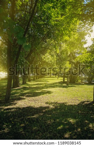 Alley of the park. Green Forest. Nature