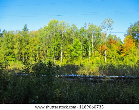 European forest in the fall on the eve of winter. Last sunny days. Plants, trees and rare grasses