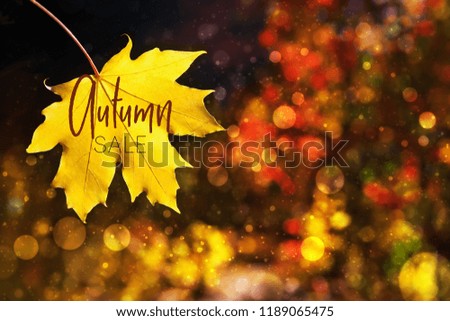Autumn leaf fall. Beauty nature background