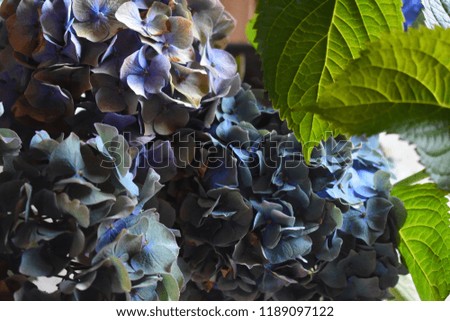 

Blue hydrangea flowers