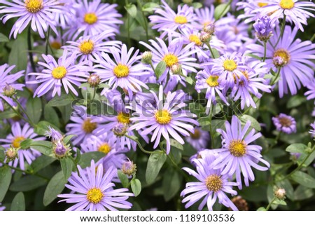 Pretty Purple Flowers in a Garden