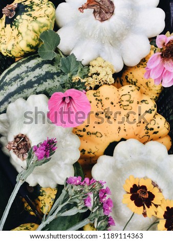 Organic white and yellow Pattypan Squashes, sugar baby watermelon, pink statice flowers, lavatera trimestris flowers (rose mallow). Permaculture