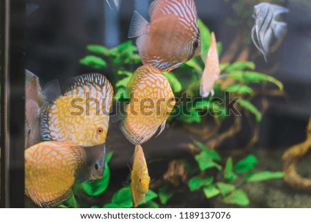 aquarium with different fish