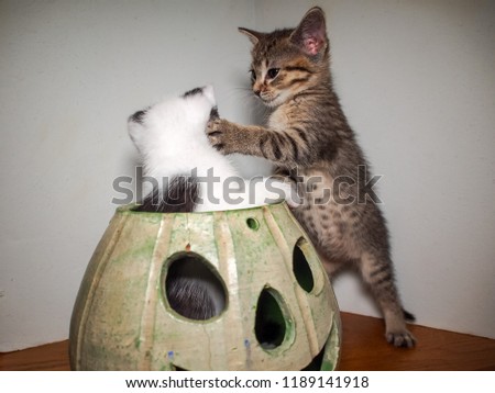 Cat fight! Tabby kitten stands up next to a jack o' lantern punching another kitten popping out. Royalty-Free Stock Photo #1189141918