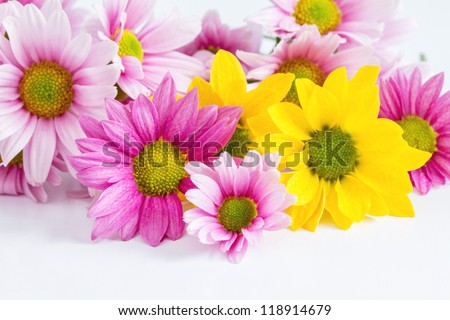 small chrysanthemum flower on white background