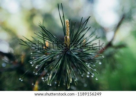 A branch of cedar pine with drops of water on long needles and with young cones. Close-up.
