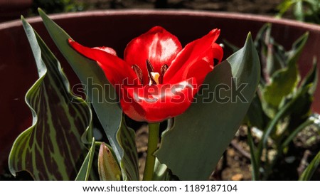 red tulip color pop