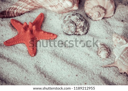 Scene of various sea shells and beach sand