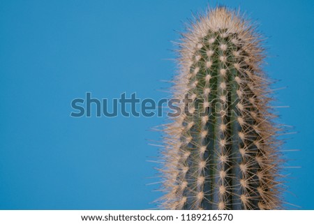 Green Cactus on blue background.