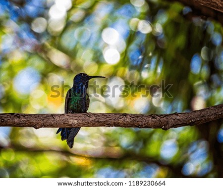 Hummingbird perched on tree branch
