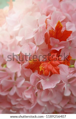 orange flowers blooming and soft blurly backgroundd Royalty-Free Stock Photo #1189256407