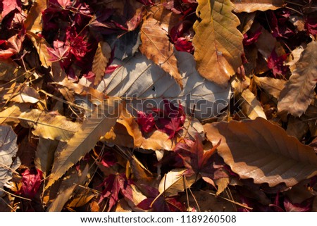 Colorful background image of fallen autumn leaves perfect for seasonal use.