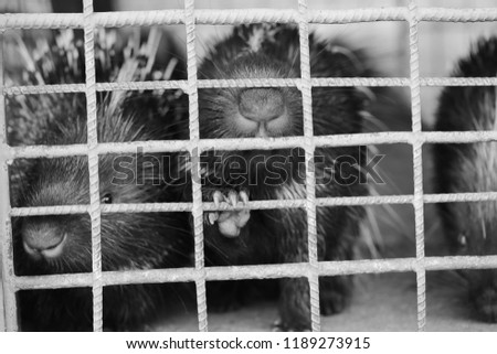 porcupine in cage black and white