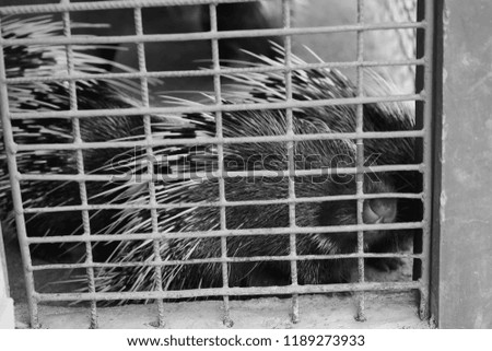 porcupine in cage black and white
