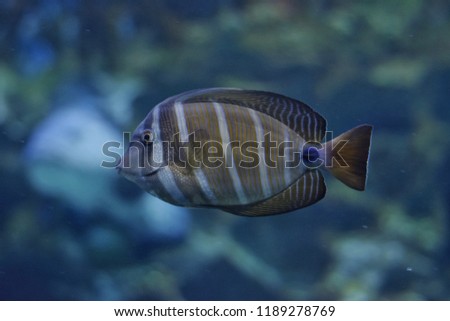 fish in marine aquarium