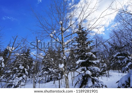 Pine tree with snow covered during winter in the sunny day and blue sky