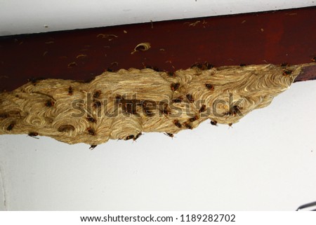 The old large nest of paper wasp, house in Chiang Rai, Thailand ,A wasps nest among white wood beams in the roof of a house,hexagonal decorative design In the corner