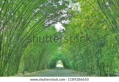 Tunnel bamboo arch with walkway through forest in Thailand.