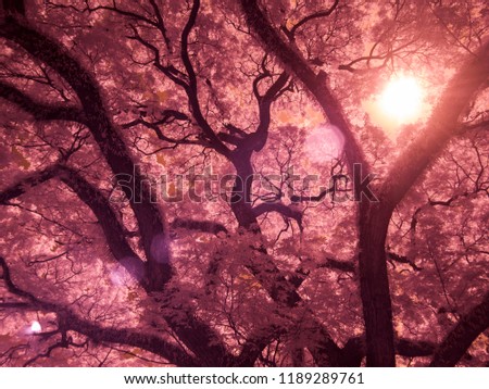 Infrared fine art photography : Tree , Leaves , Forest